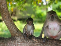 Tailandia-Krabi-2011-29