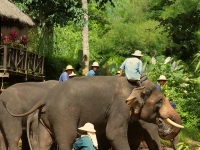 thailand-trip-with-elephants-00