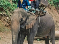 thailand-trip-with-elephants-00_1