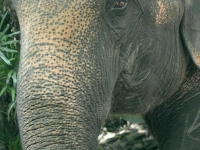 thailand-trip-with-elephants-02