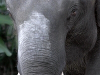 thailand-trip-with-elephants-03
