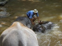 thailand-trip-with-elephants-05