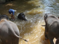 thailand-trip-with-elephants-06