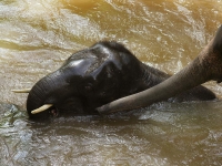 thailand-trip-with-elephants-07
