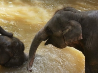 thailand-trip-with-elephants-08