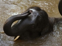 thailand-trip-with-elephants-09