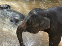 thailand-trip-with-elephants-10
