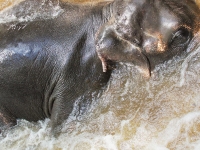 thailand-trip-with-elephants-11