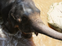 thailand-trip-with-elephants-12