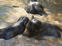 thailand-trip-with-elephants-13