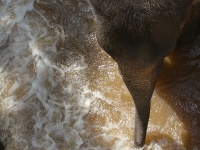 thailand-trip-with-elephants-14