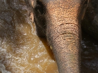thailand-trip-with-elephants-15