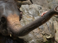 thailand-trip-with-elephants-16