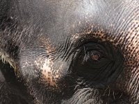 thailand-trip-with-elephants-17