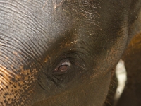 thailand-trip-with-elephants-18