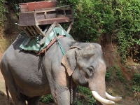 thailand-trip-with-elephants-19