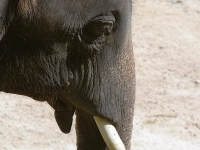 thailand-trip-with-elephants-20