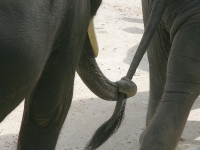 thailand-trip-with-elephants-21