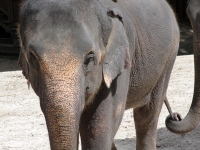 thailand-trip-with-elephants-22