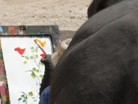 thailand-trip-with-elephants-24