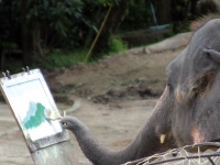 thailand-trip-with-elephants-25