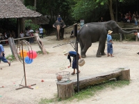 thailand-trip-with-elephants-29